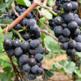 0909F 056 Mainschleife